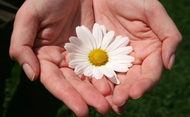 The DAISY Awards: Honoring Extraordinary Nurses and Nurse Educators