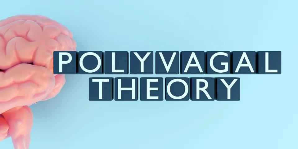3d rendering of cubes with words "POLYVAGAL THEORY" and human brain. Polyvagal theory is a model that explains how the autonomic nervous system regulates neural activity